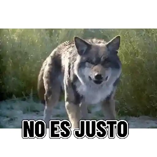 En modo de defensa estoy 🛡️