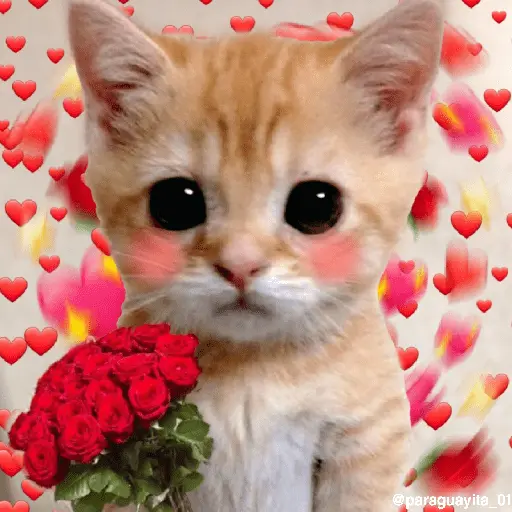💞💖 AMOR 5 💖💞