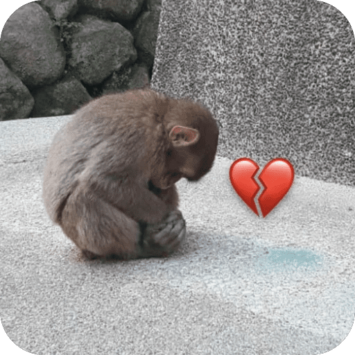 🐒 Reacciones de monitos🐒 preview
