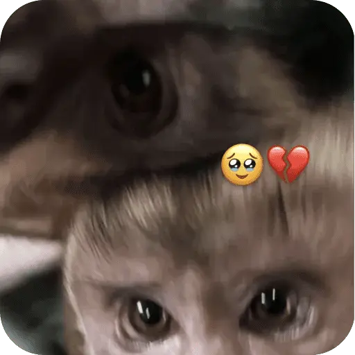 🐒 Reacciones de monitos🐒