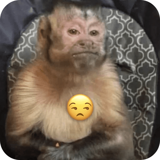 🐒 Reacciones de monitos🐒 preview