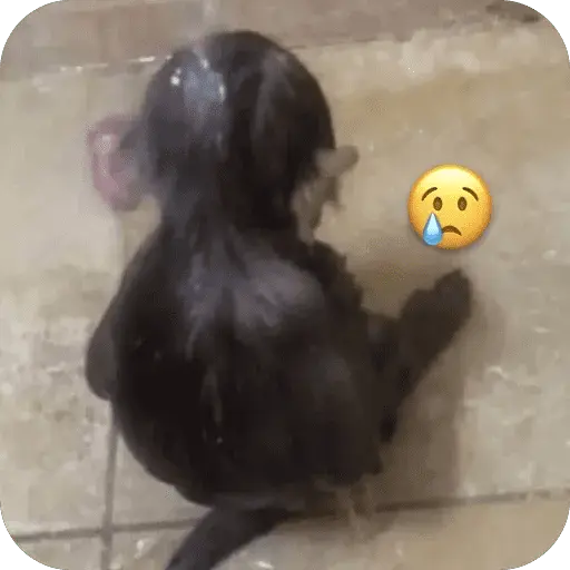 🐒 Reacciones de monitos🐒
