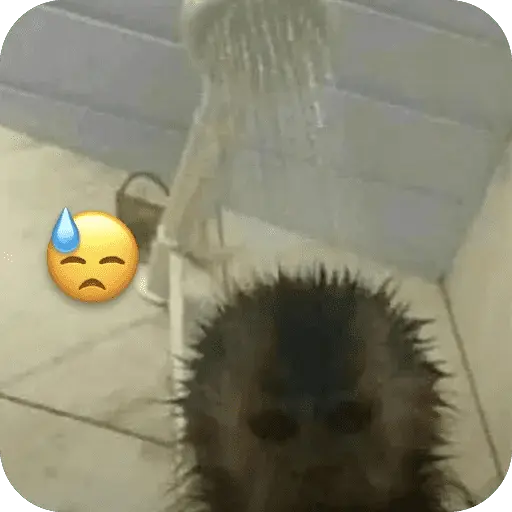 🐒 Reacciones de monitos🐒