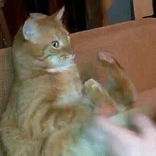 Gatos Equis😸💢