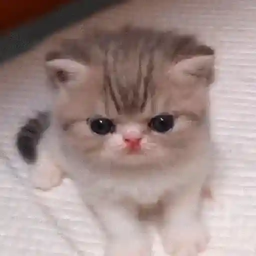 Gatos Equis😸💢