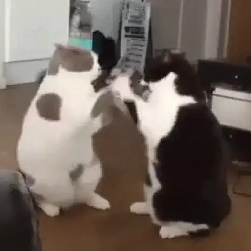 Gatos Equis😸💢