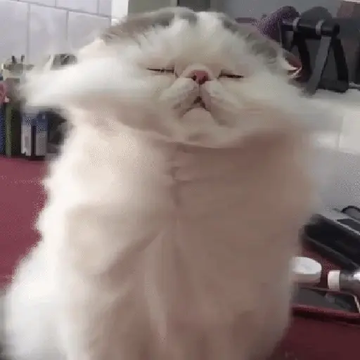 Gatos Equis😸💢