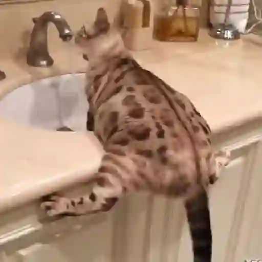 Gatos Equis😸💢