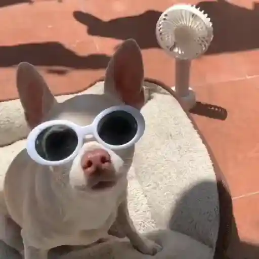 🥵 Calor 🔥