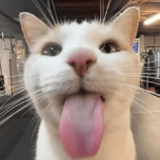 🐱🐈 GATOS 🐈🐱