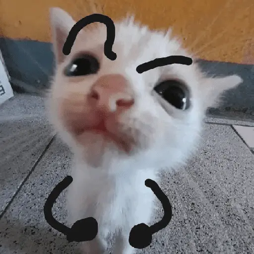 🐱🐈 GATOS 🐈🐱