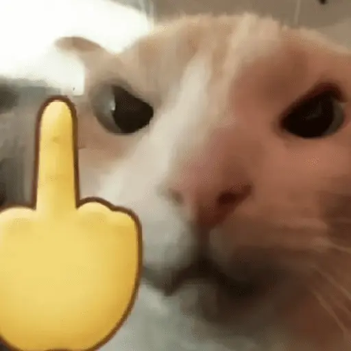 🐱🐈 GATOS 🐈🐱