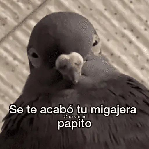 💥PAL GRUPO💥💬 2