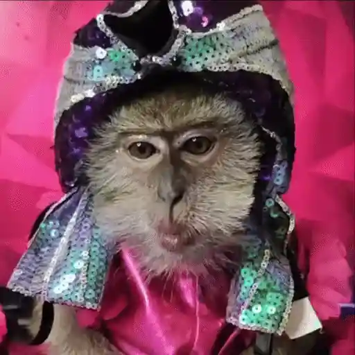 Monas Coquetas 🐵🎀