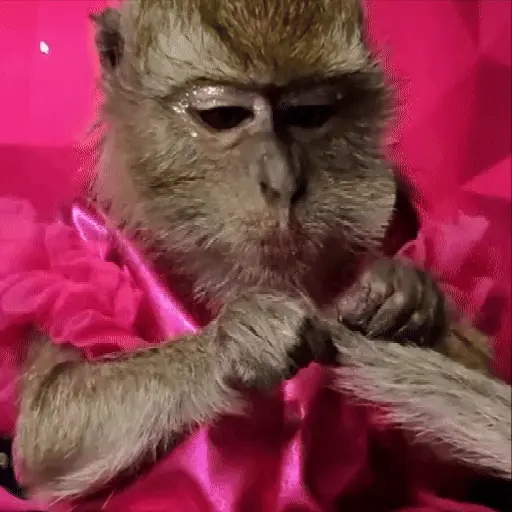 Monas Coquetas 🐵🎀