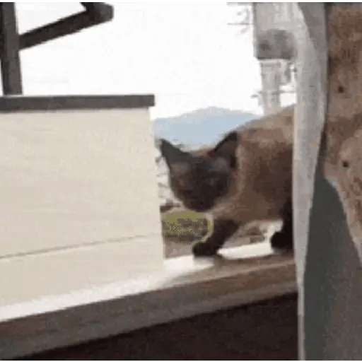 GATOS animados 🐈🐈‍⬛🐾