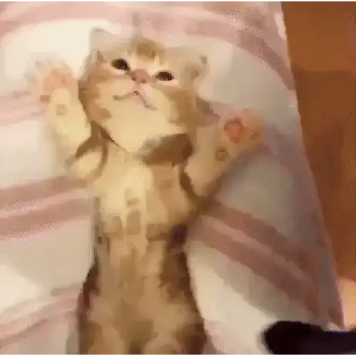 GATOS animados 🐈🐈‍⬛🐾