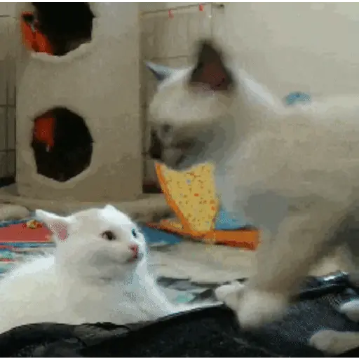 GATOS animados 🐈🐈‍⬛🐾