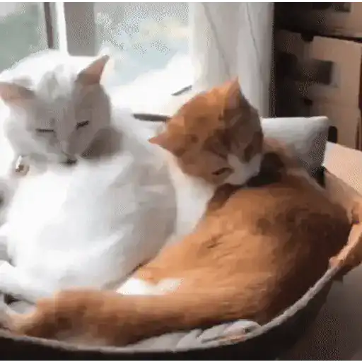 GATOS animados 🐈🐈‍⬛🐾