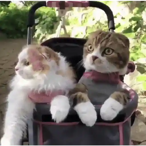 GATOS animados 🐈🐈‍⬛🐾