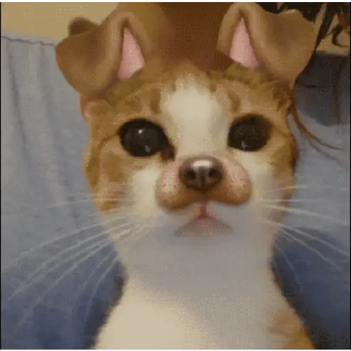 GATOS animados 🐈🐈‍⬛🐾