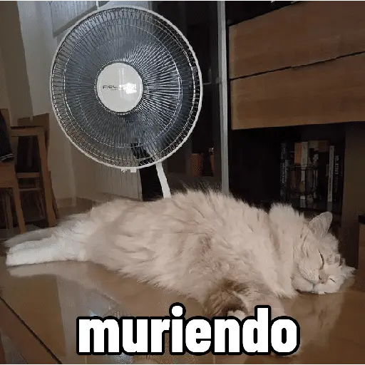 Michis con calor 🥵🥵
