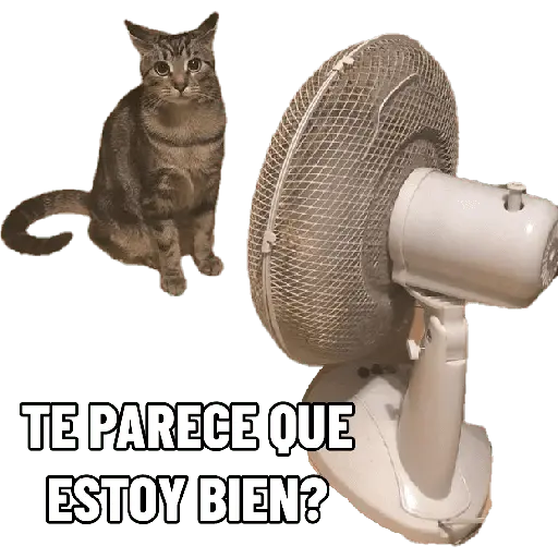 Michis con calor 🥵🥵