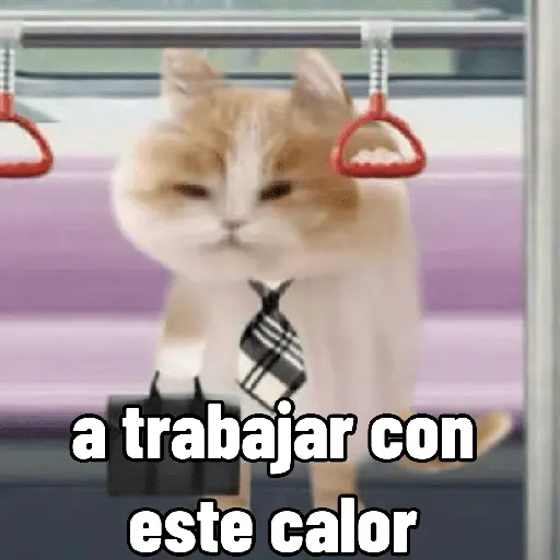 Michis con calor 🥵🥵
