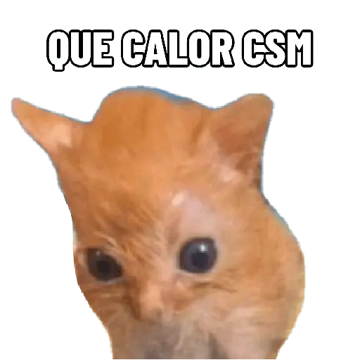 Michis con calor 🥵🥵