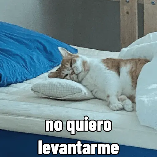 Michis con calor 🥵🥵