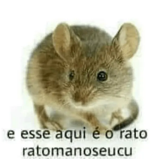 Memes diversos 