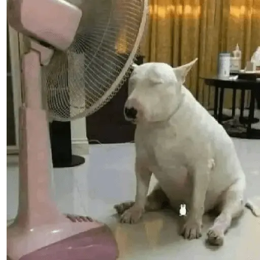 Calor 🥵🌡️
