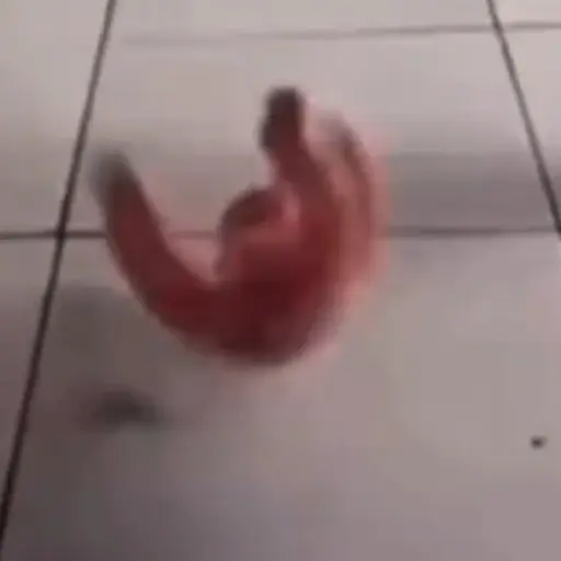 🎵 TIKTOKeando 36🎵