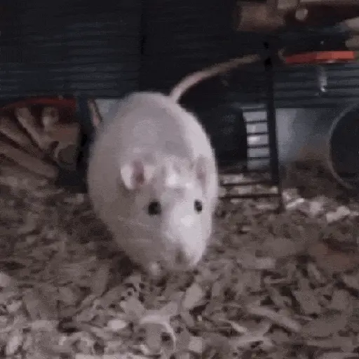 rata bailando 