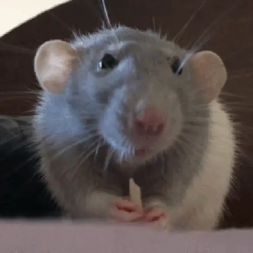 rata bailando 