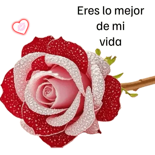 COQUETA 