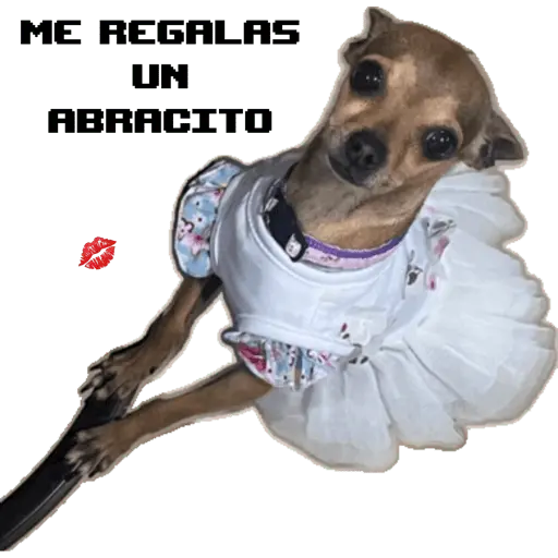 COQUETA 