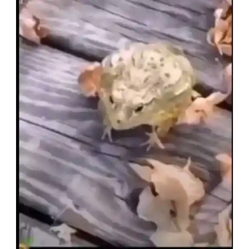 Ratón chistoso comiendo meme