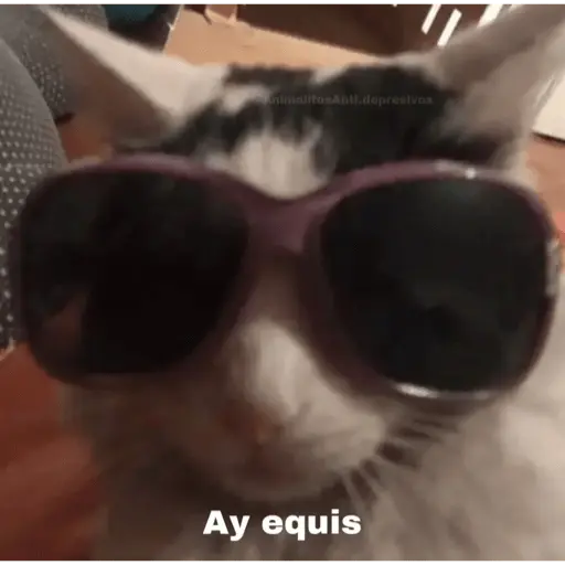 Memes gatitos #3 🐱✨🌷