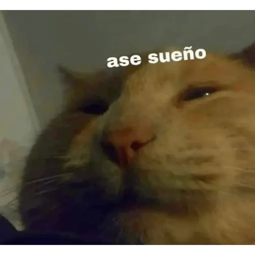 Memes gatitos #3 🐱✨🌷