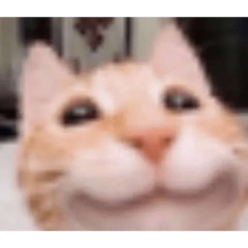 Memes gatitos #3 🐱✨🌷