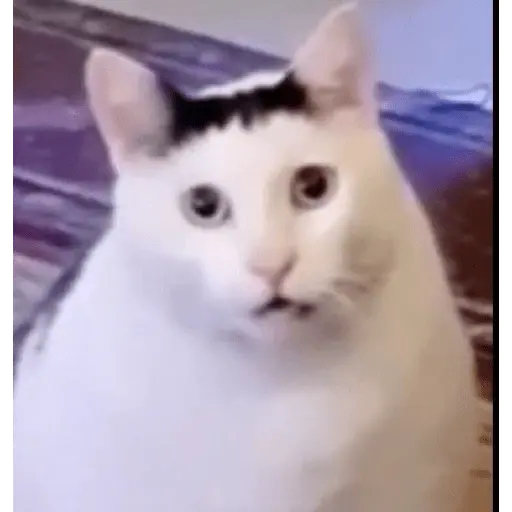 Memes gatitos #3 🐱✨🌷