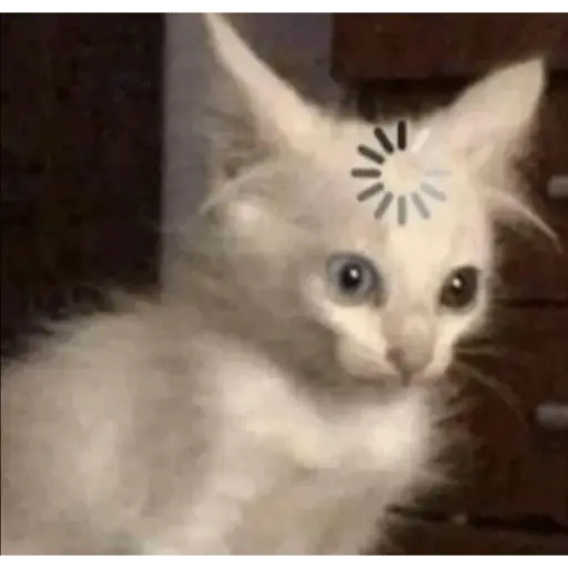 Memes gatitos #3 🐱✨🌷