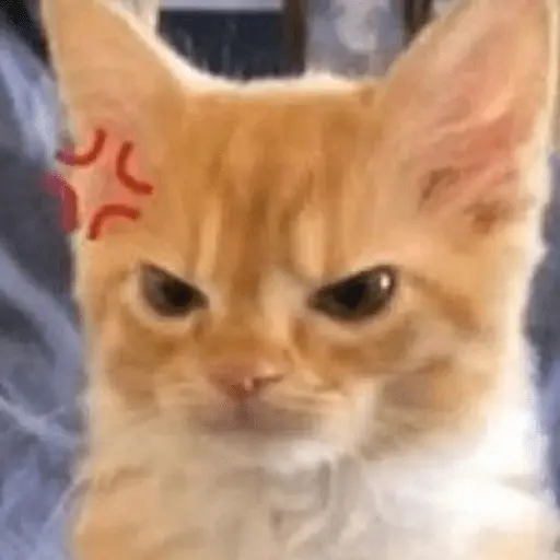Memes gatitos #3 🐱✨🌷