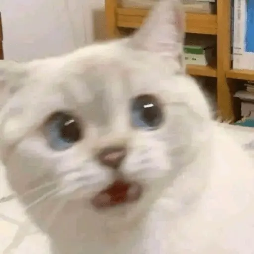 Memes gatitos #3 🐱✨🌷