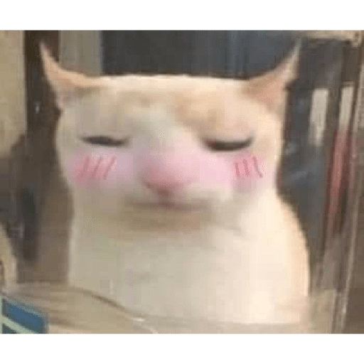 Memes gatitos #3 🐱✨🌷 preview