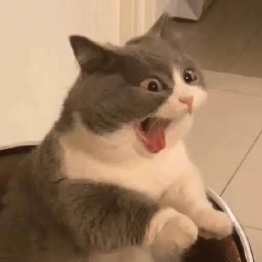 Memes gatitos #3 🐱✨🌷