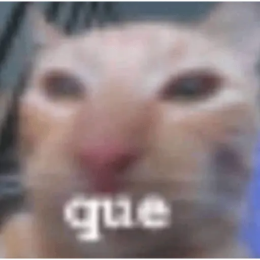 Memes gatitos #3 🐱✨🌷