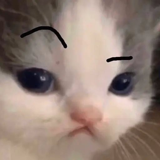 Memes gatitos #3 🐱✨🌷