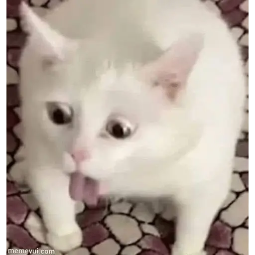 Memes gatitos #3 🐱✨🌷